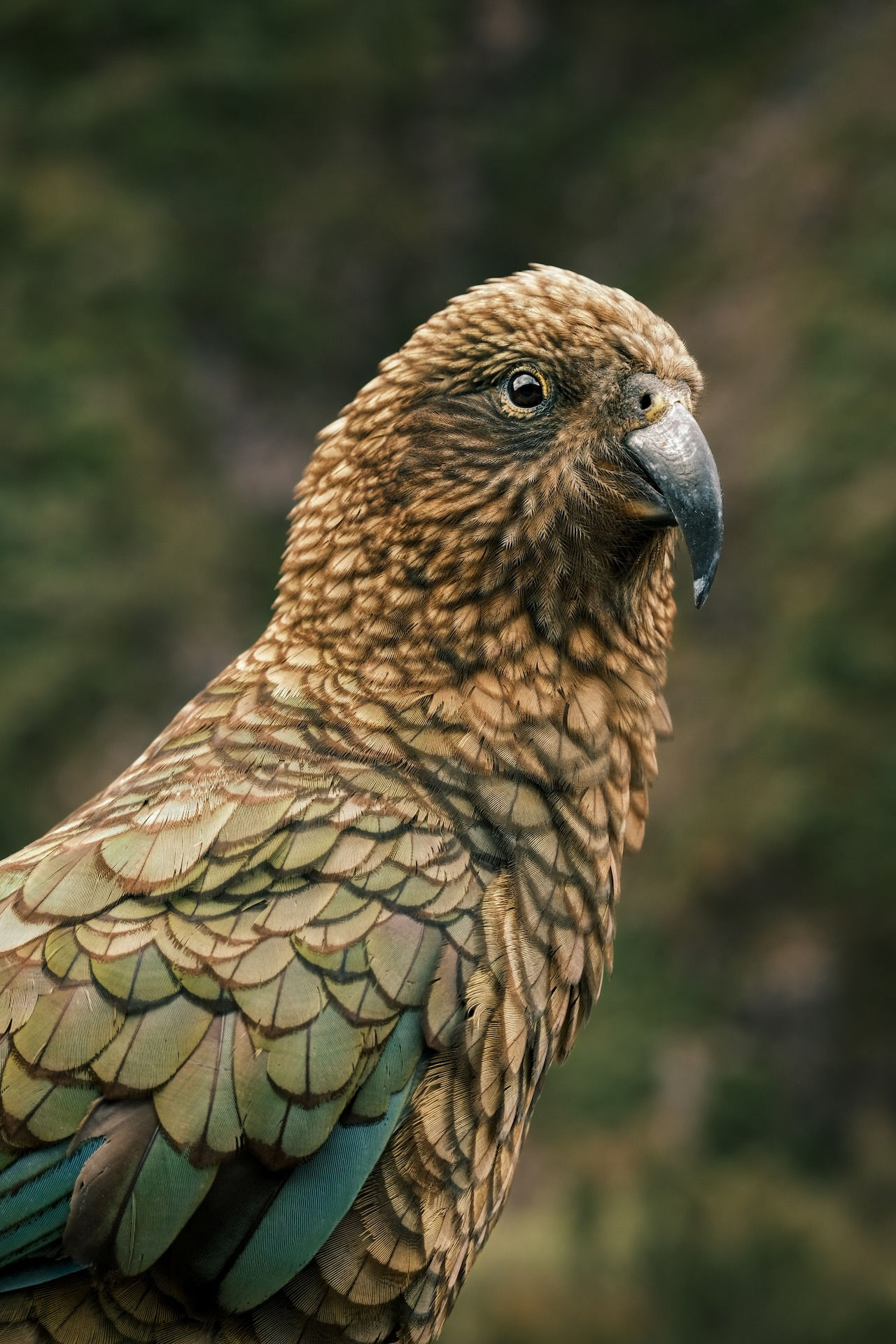 Kea