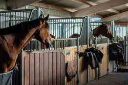 Mollygraphy-Charnay Equitation--85
