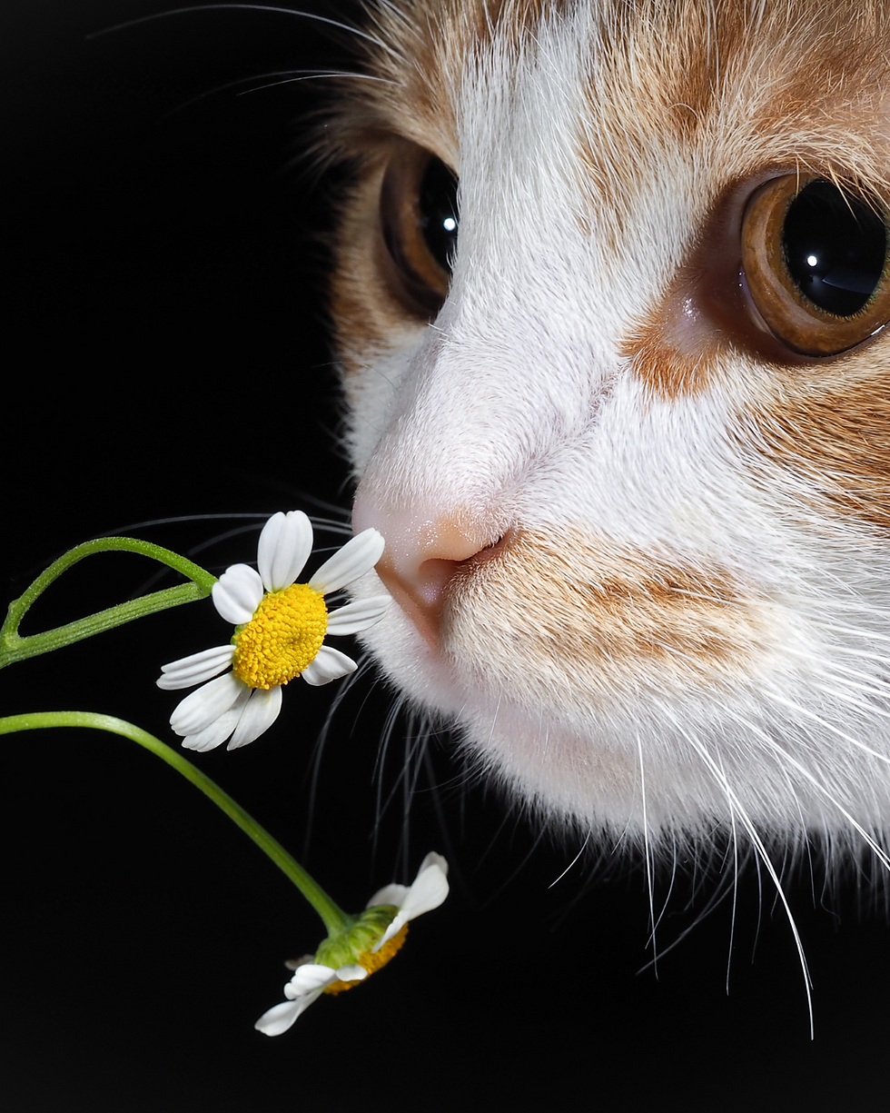chat qui respire une fleur non toxique