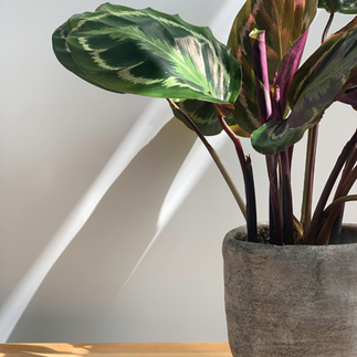 calathea non toxique pour les animaux