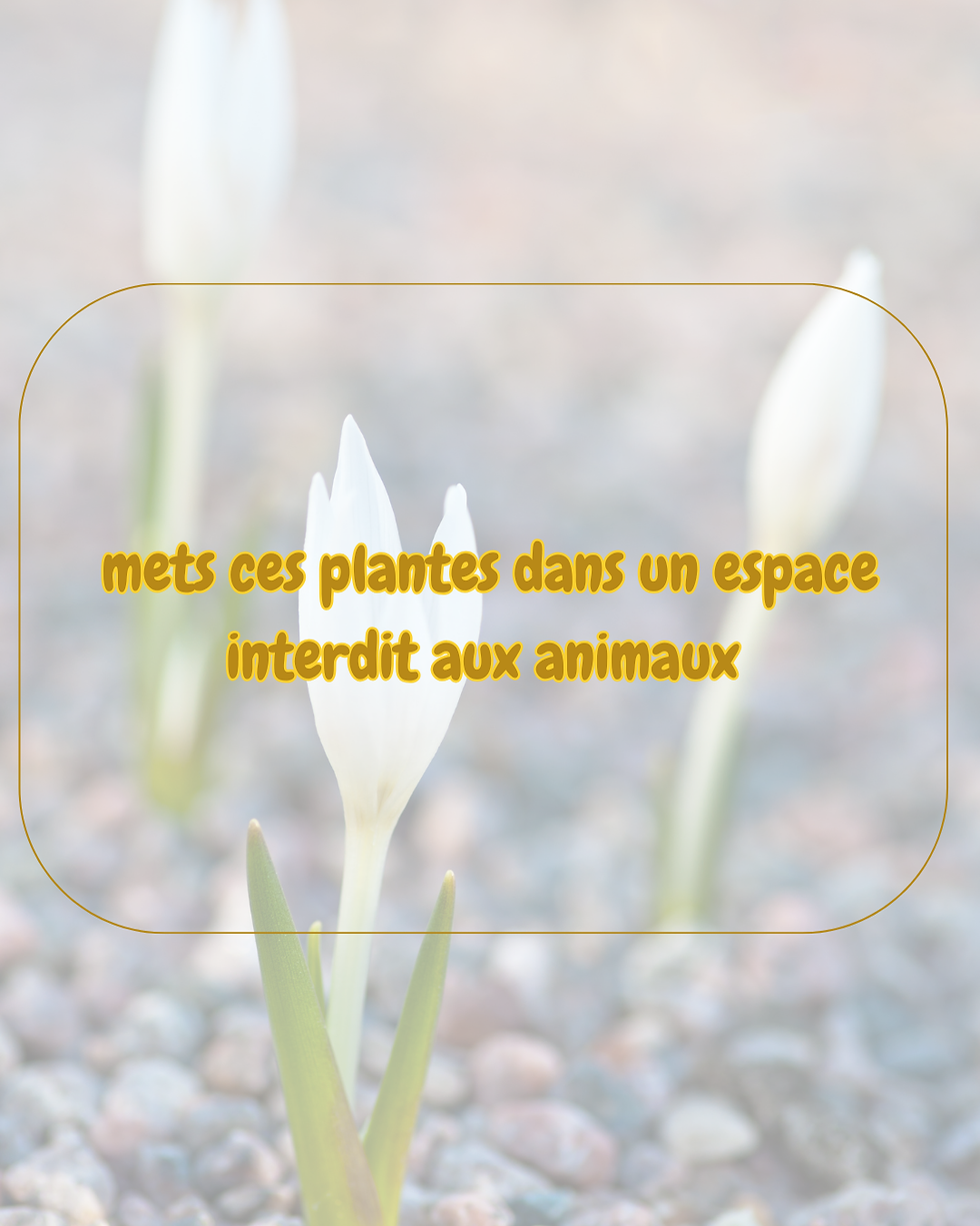 conseil pour éviter que les animaux s'intoxiquent avec des plantes du jardin