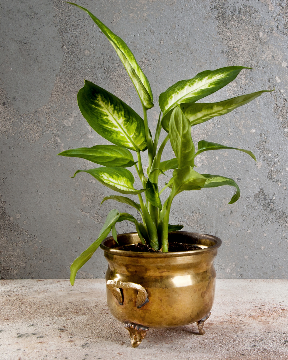 Dieffenbachia plante d’intérieur toxique pour chiens et chats