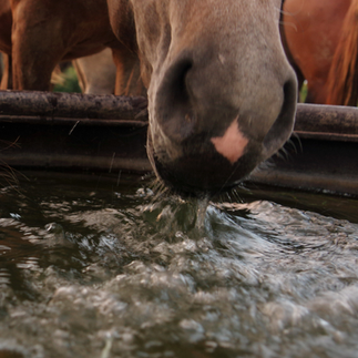 Assainir, équilibrer, soutenir grâce aux EMA