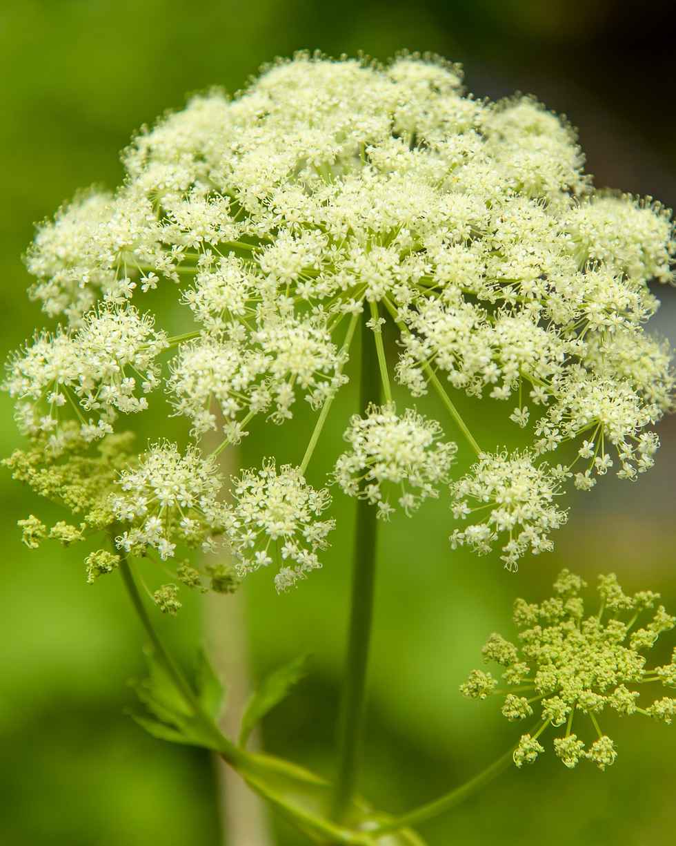 petite ciguë plante mortelle pour les animaux
