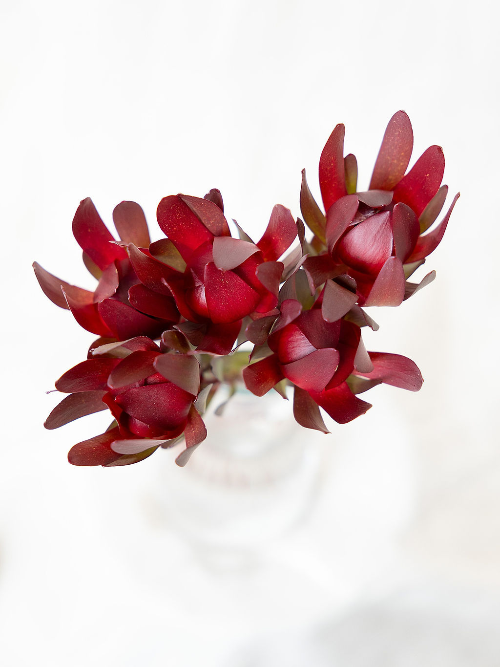 Leucadendron Safari Sunset