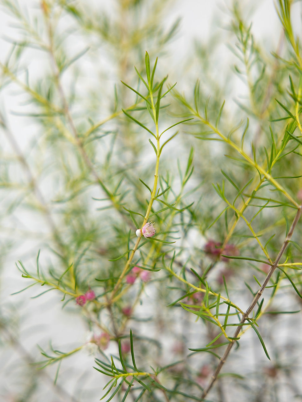 Thumbnail: Hypocalymma A. Coconut Ice