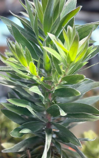 Leucadendron Argenteum (Silver tree)