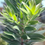 Thumbnail: Leucadendron Argenteum (Silver tree)