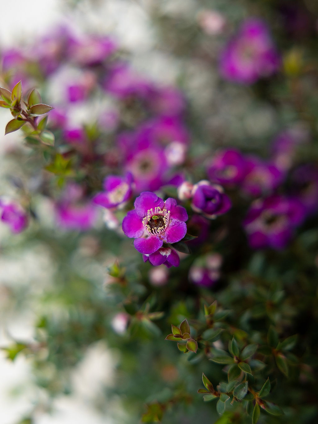 Leptospermum Dark Knight