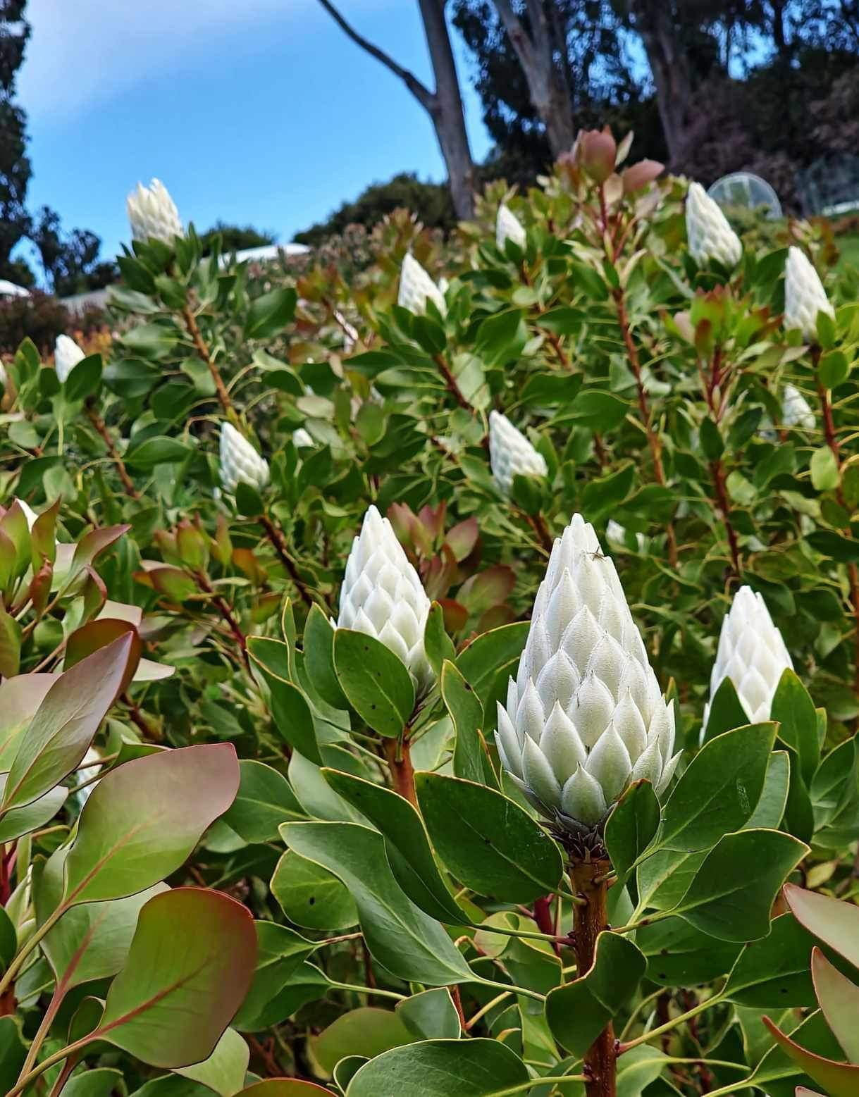 Protea Cynaroides Arctic Ice (White King)