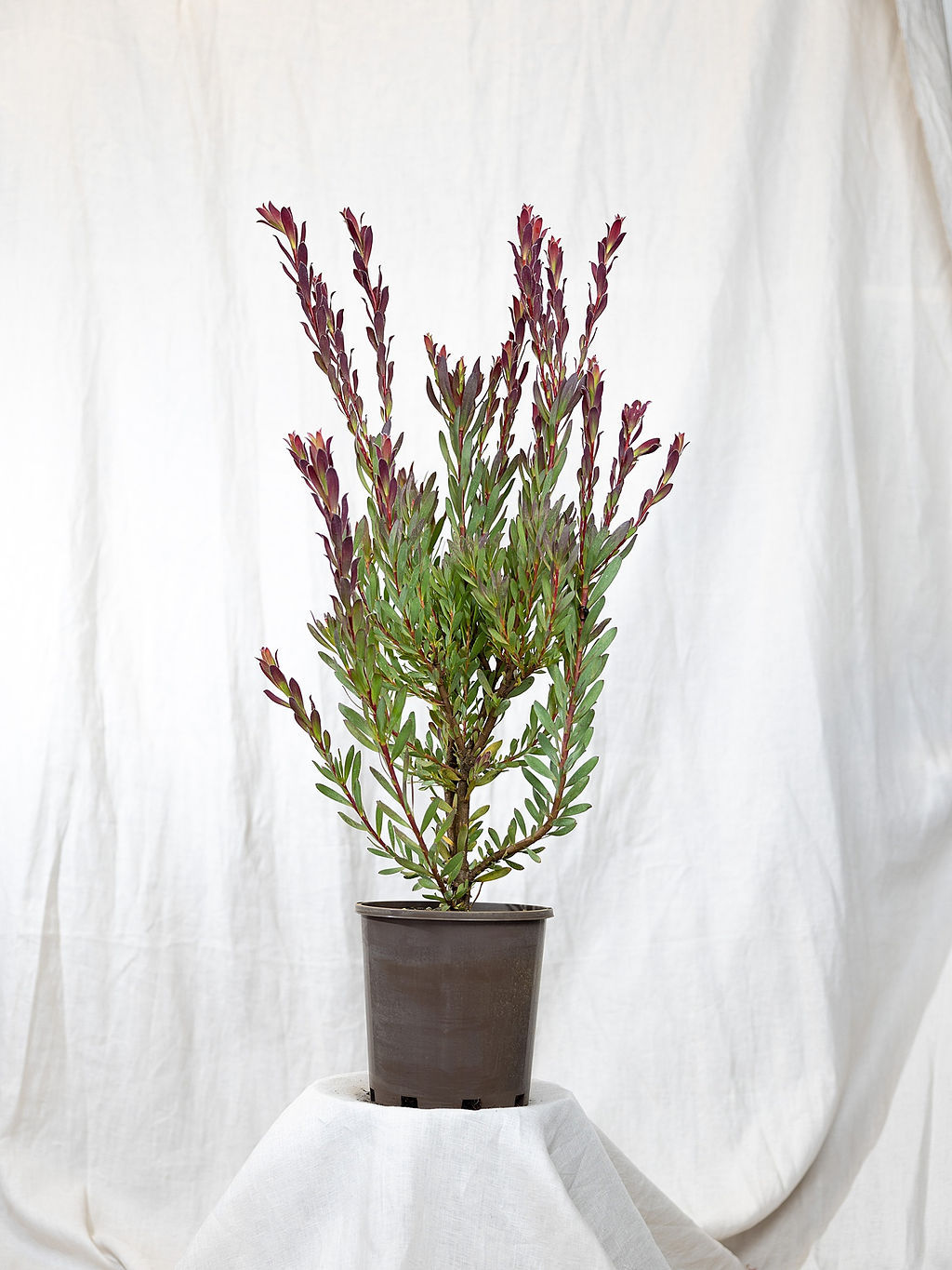 Leucadendron Plum Supreme