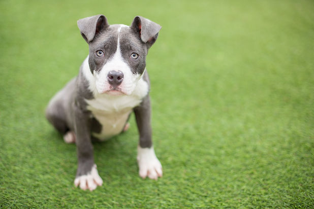 Dog Sitting on Artificial Synthetic Turf