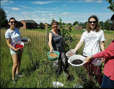 Capture cueillette - Copie.JPG