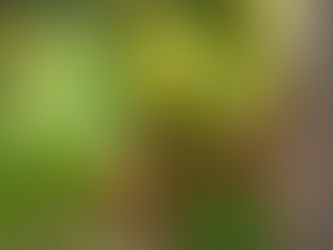 Join us at Besson Street Garden on Sunday 29 September