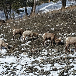 Madison Herd Big Horn Sheep