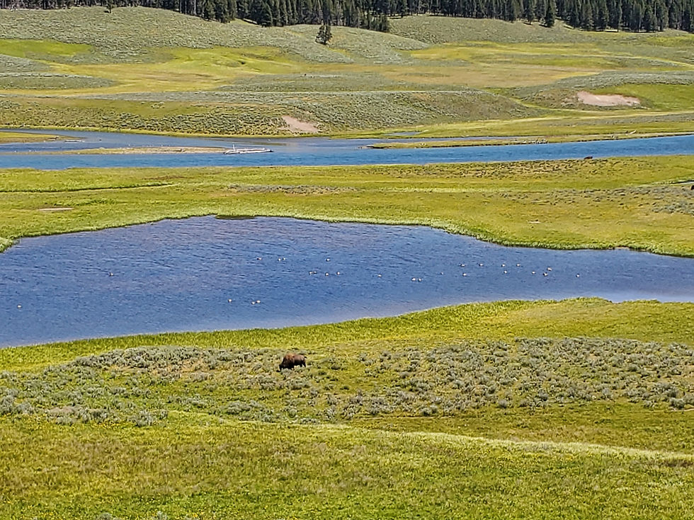 Hayden Valley often great for viewing of bison, grizzlies, and water fowl.