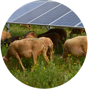 moutons-curtil-st-seine.png
