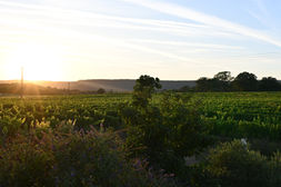DSC_1963.JPG