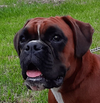 Beautiful Red Mahognany Fawn Female Boxer