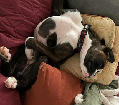 brindle Boxer pup