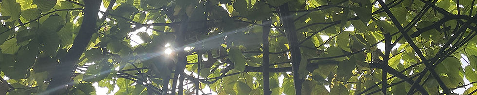 Sonnenstrahlen brechen durch grüne Blätter und schaffen eine lichtvolle Stimmung am Höhepunkt des Sommers.