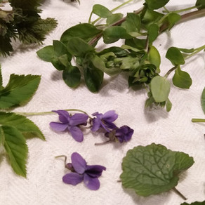 Wildkräuterpesto