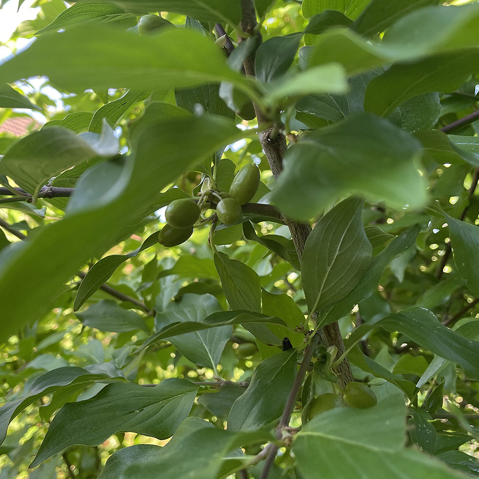Reifende Kornelkirschen im Sommer