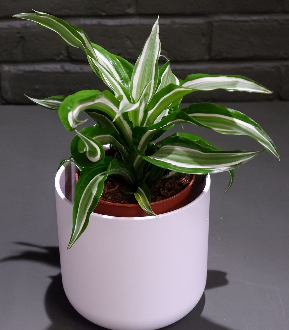 Thumbnail: Dracaena House Plant - Kanzi
