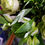 Thumbnail: Wakehurst Scented Hand Tied Bouquet