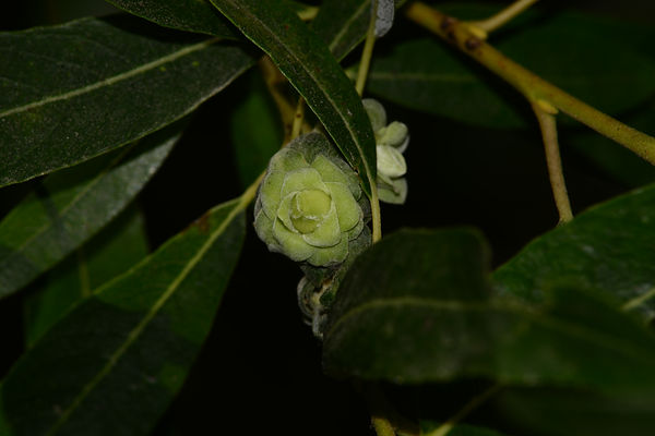 DSC_0936.JPG