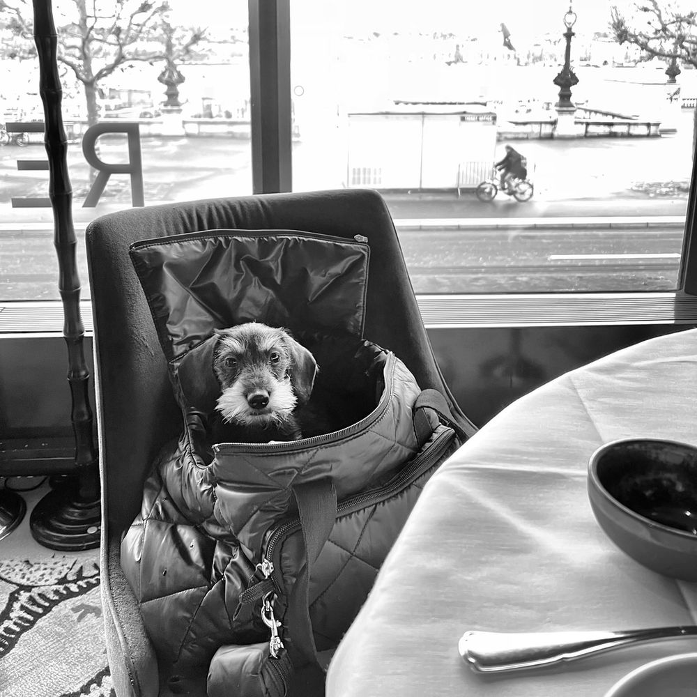 Aller Au Restaurant Avec Son Chien Mode D Emploi