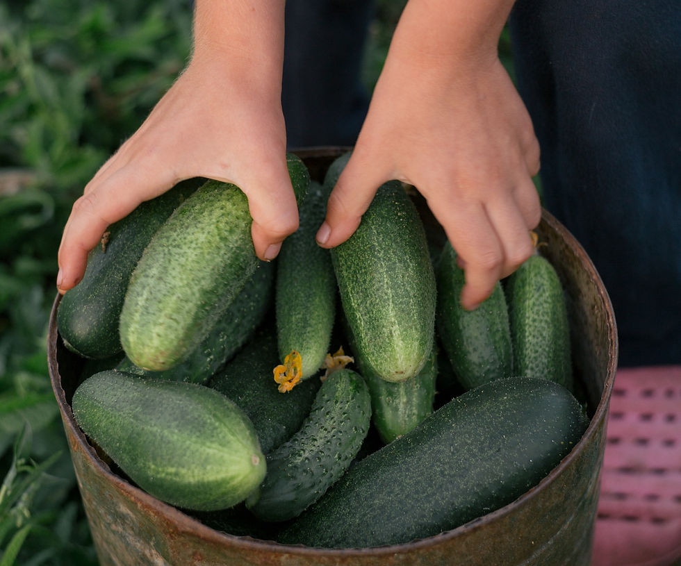 Cucumber