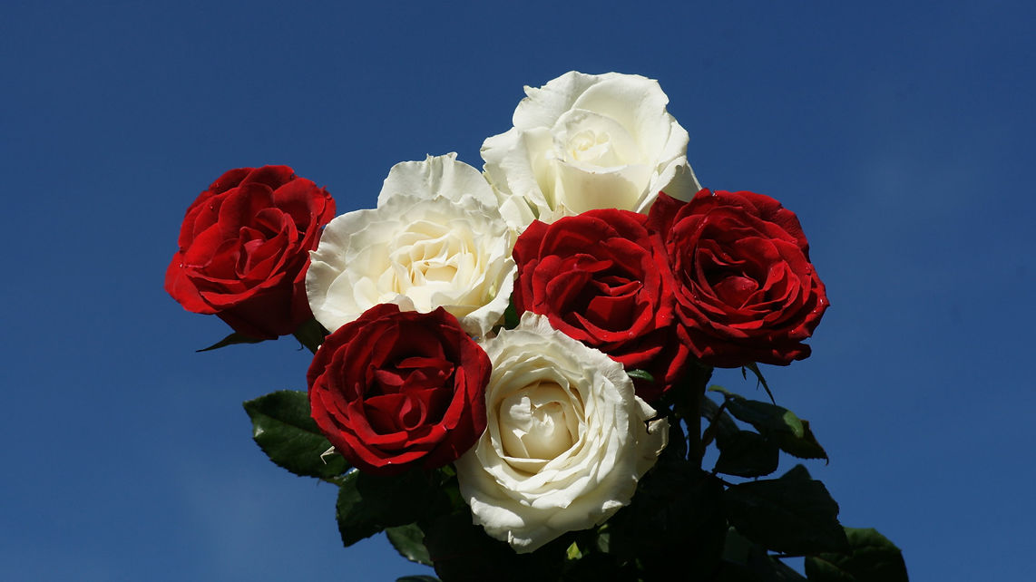 red-white-roses-dsc00635-hdtvwithblue.jpg