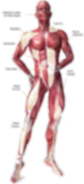 muskler.png
