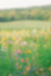 BlueberrySS (41 of 470).jpg