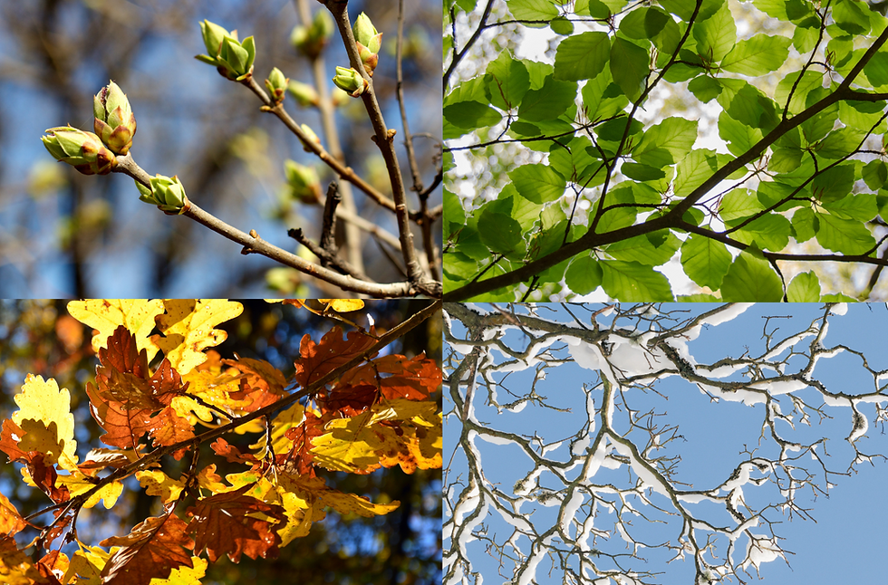 Les saisons à travers la nature et les bijoux