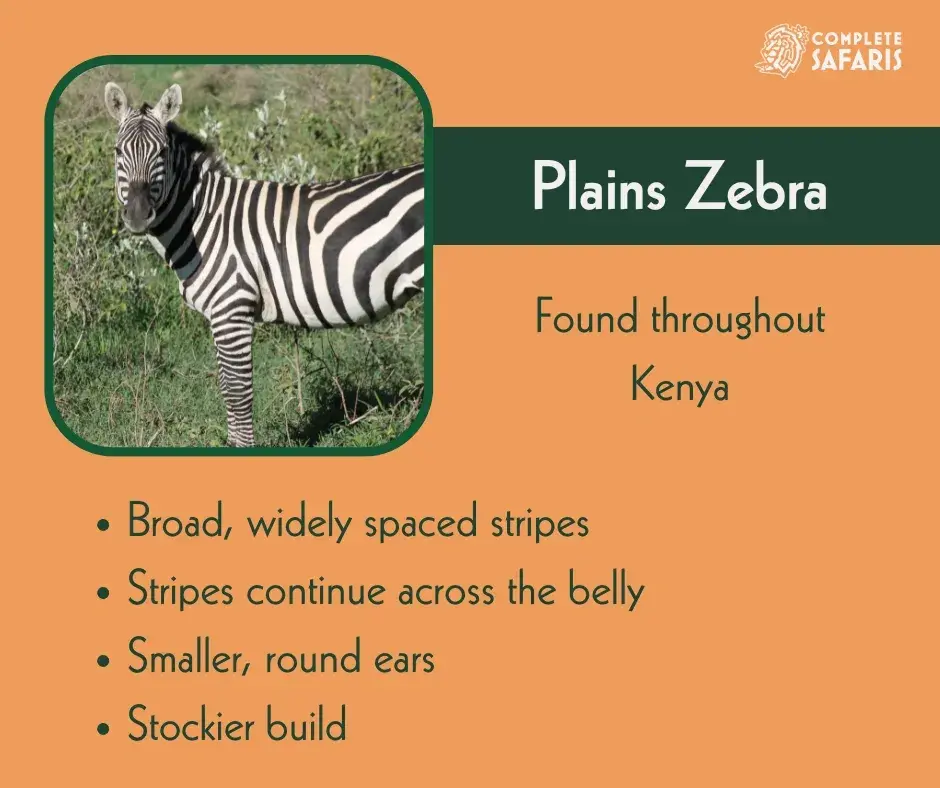 Plains zebras have broad, widely-spaced stripes that continue across the belly, smaller and round ears, and a stocky build.