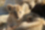 complete safaris-finals-205.jpg