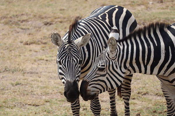 complete safaris-photos-177.jpg