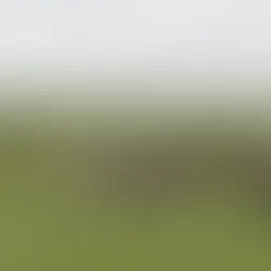 A herd of zebra munch on wild grasses among birds and buffalo.