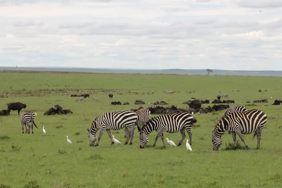 A herd of zebra munch on wild grasses among birds and buffalo.