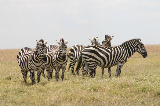 complete safaris-finals-2-8.jpg