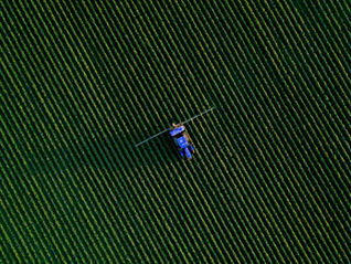 Using machine vision to sort and pack tomatoes by size, color, ripeness, and quality, improving consistency, efficiency, and reducing waste in modern agricultural operations.
