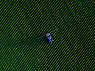Using machine vision to sort and pack tomatoes by size, color, ripeness, and quality, improving consistency, efficiency, and reducing waste in modern agricultural operations.