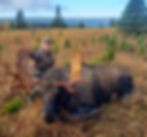 Trophy newfoundland moose