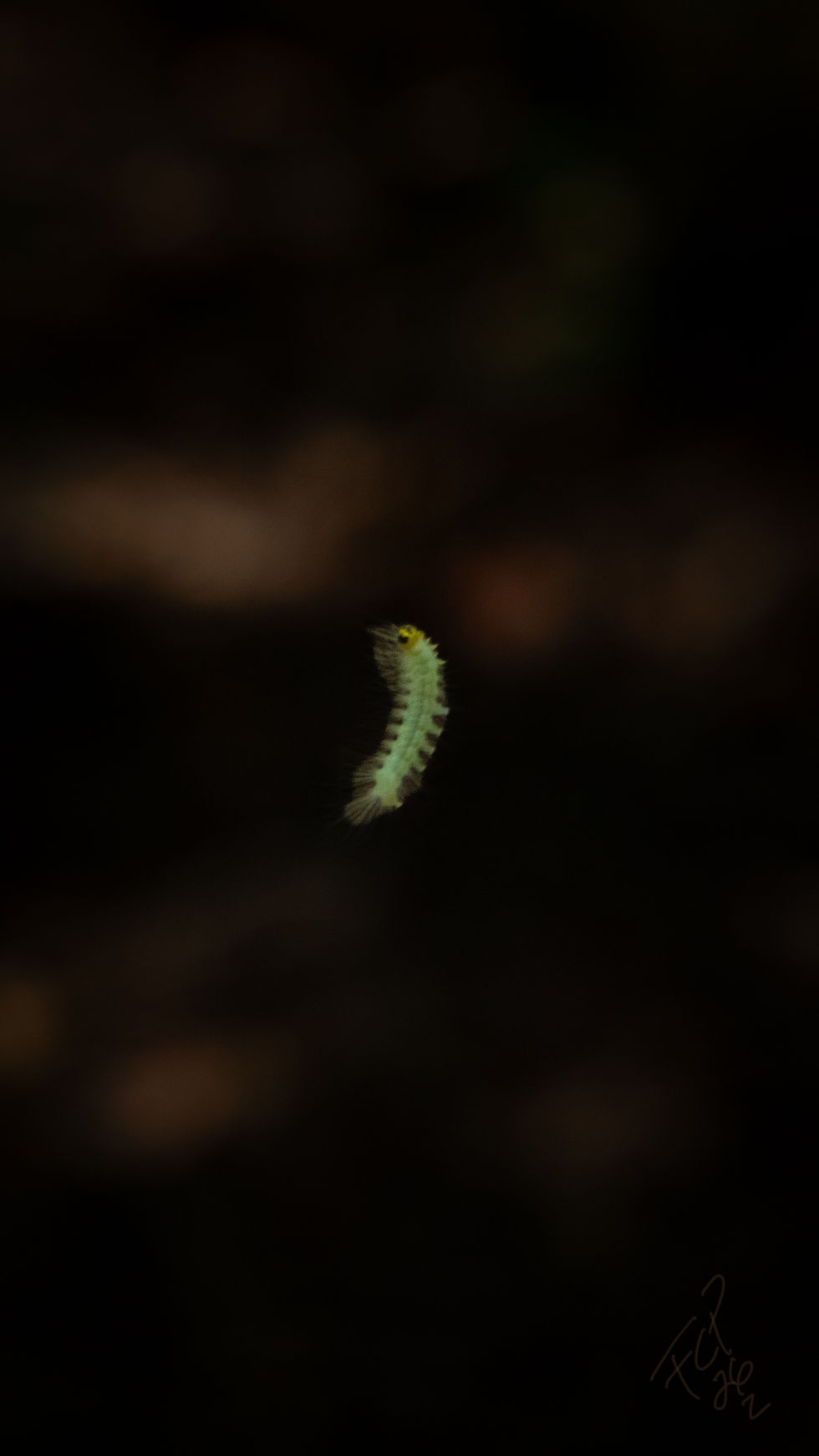 _MG_6215