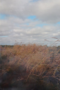 Grass & Sky