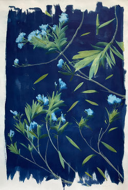 Oleander Cadence