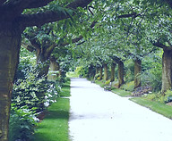 Green Park_edited_edited.jpg