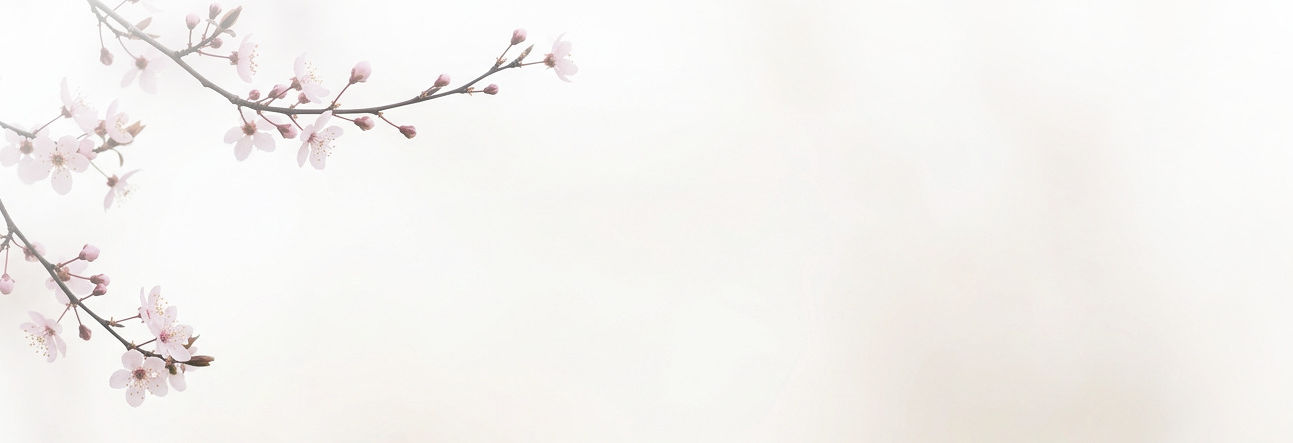 Firefly_Gemini Flash_soft sakura branche